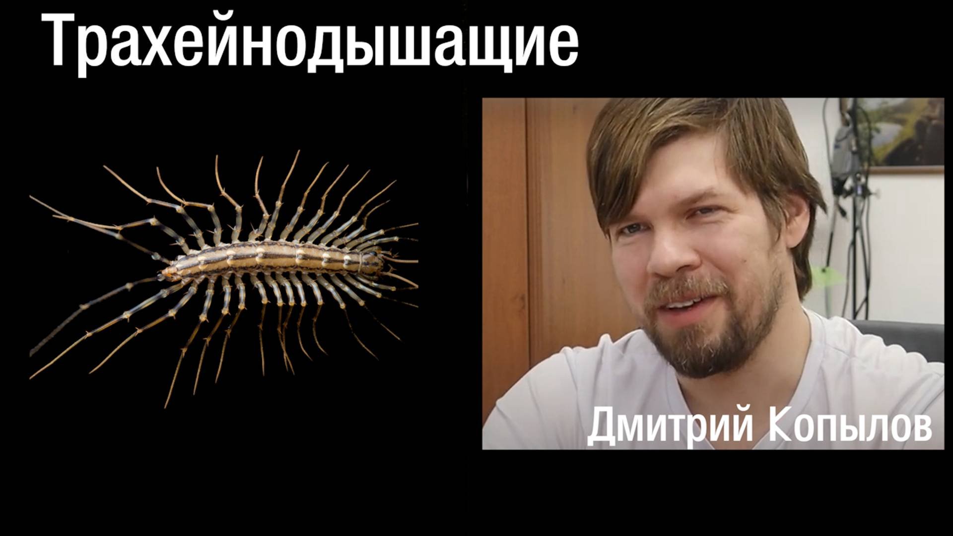 Членистоногие.Трахейнодышащие.