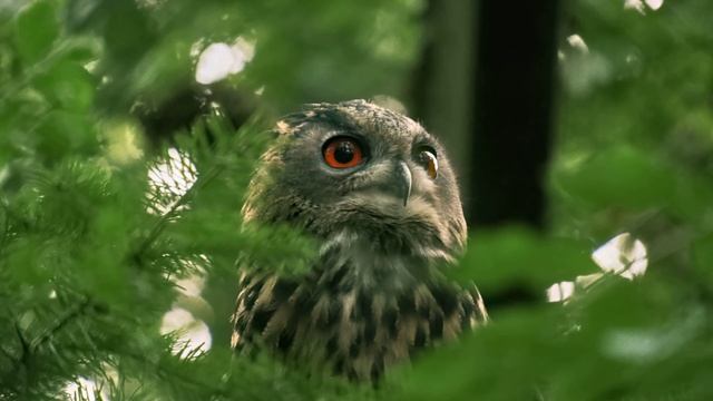 Бесплатная красивая спокойная музыка. Спокойная музыка слушать бесплатно в хорошем качестве