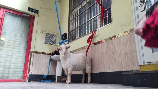 Sheep Riding