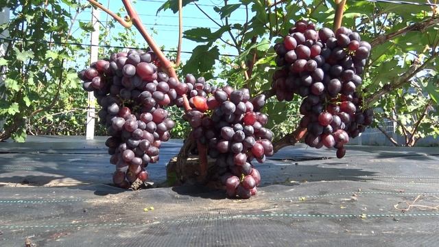 Виноград Брависсимо кишмиш