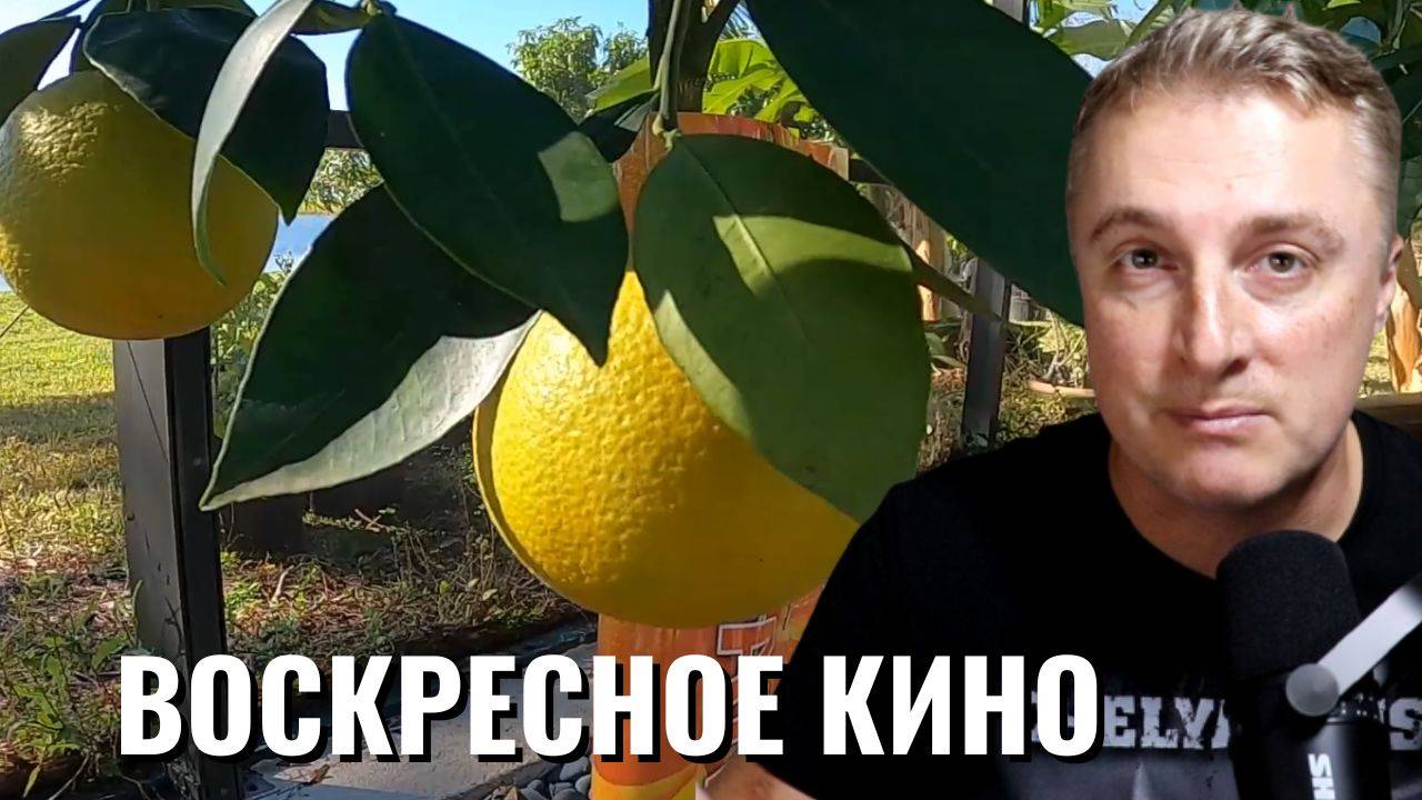 Саня во Флориде - воскресный выпуск. Апельсины, манго, бананы, ананасы. 22 декабря 2024
