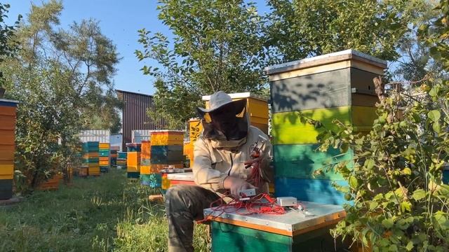 УНИЧТОЖАЕМ КЛЕЩА НА ПАСЕКЕ