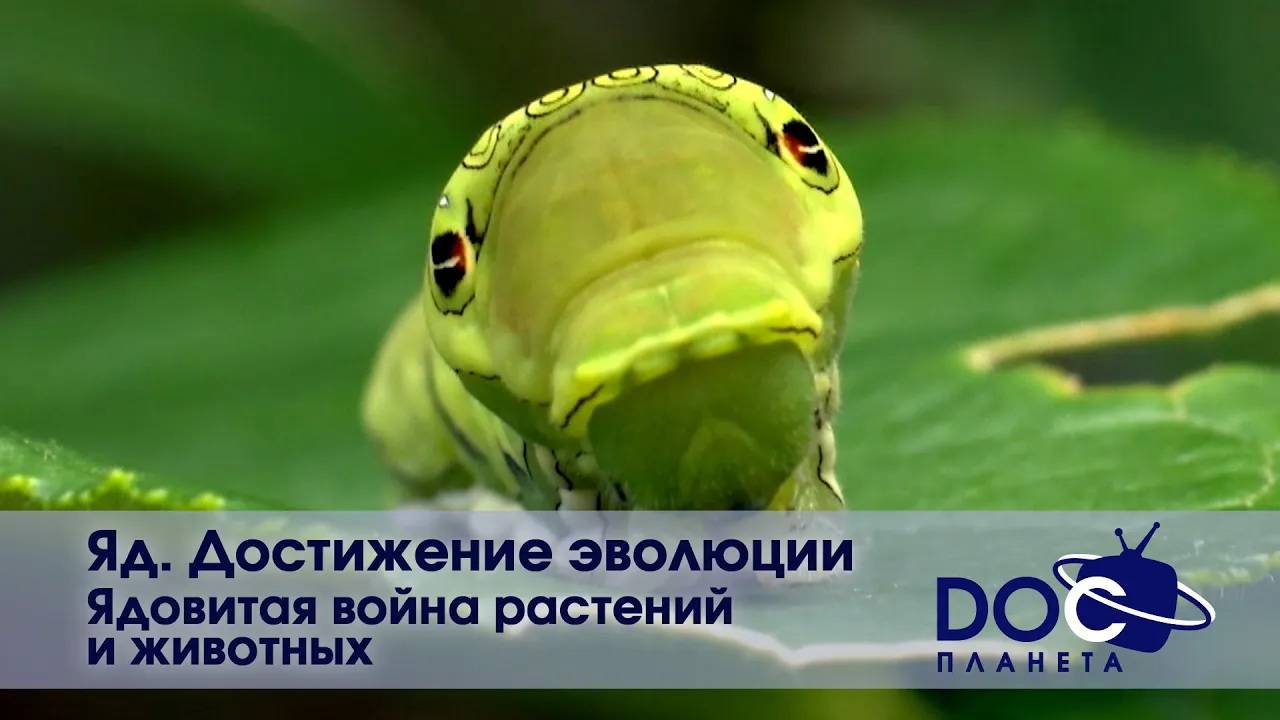 Яд. Достижение эволюции - Часть 3. Ядовитая война растений и животных - Документальный фильм