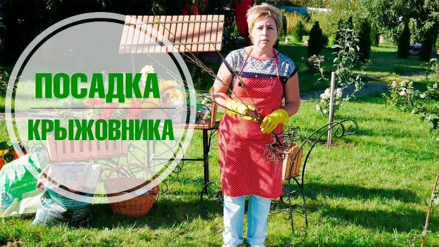 Посадка крыжовника осенью, размножение крыжовника