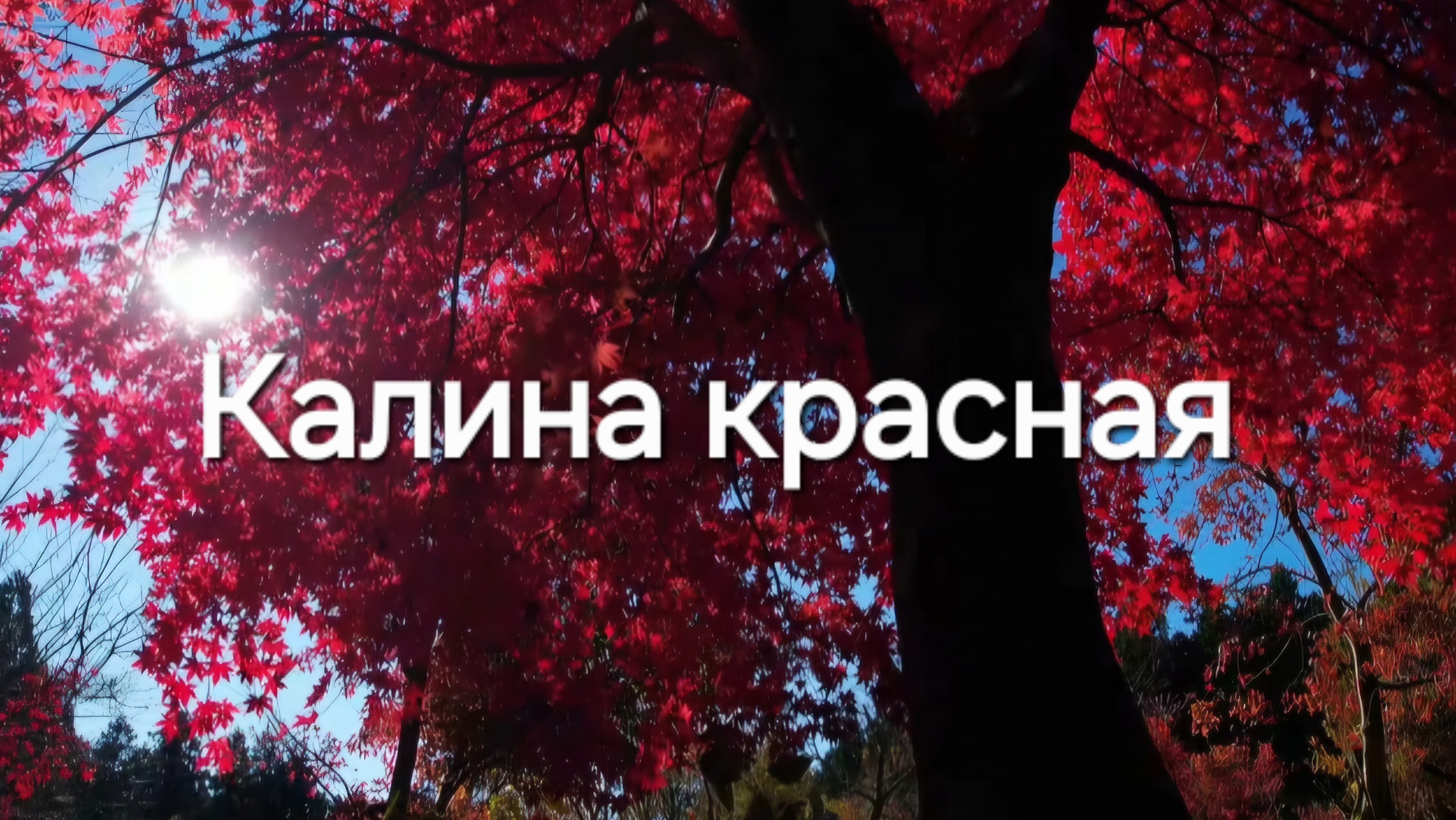 Калина красная, калина вызрела