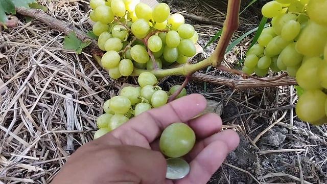 Джина виноград с шикарным мускатом .