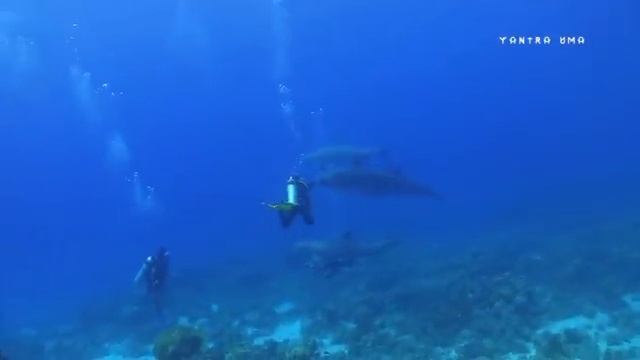 Дельфинотерапия 🐬 Исцеляющие звуки дельфинов _ Dolphins sounds and noises _ Дельфин 🐬