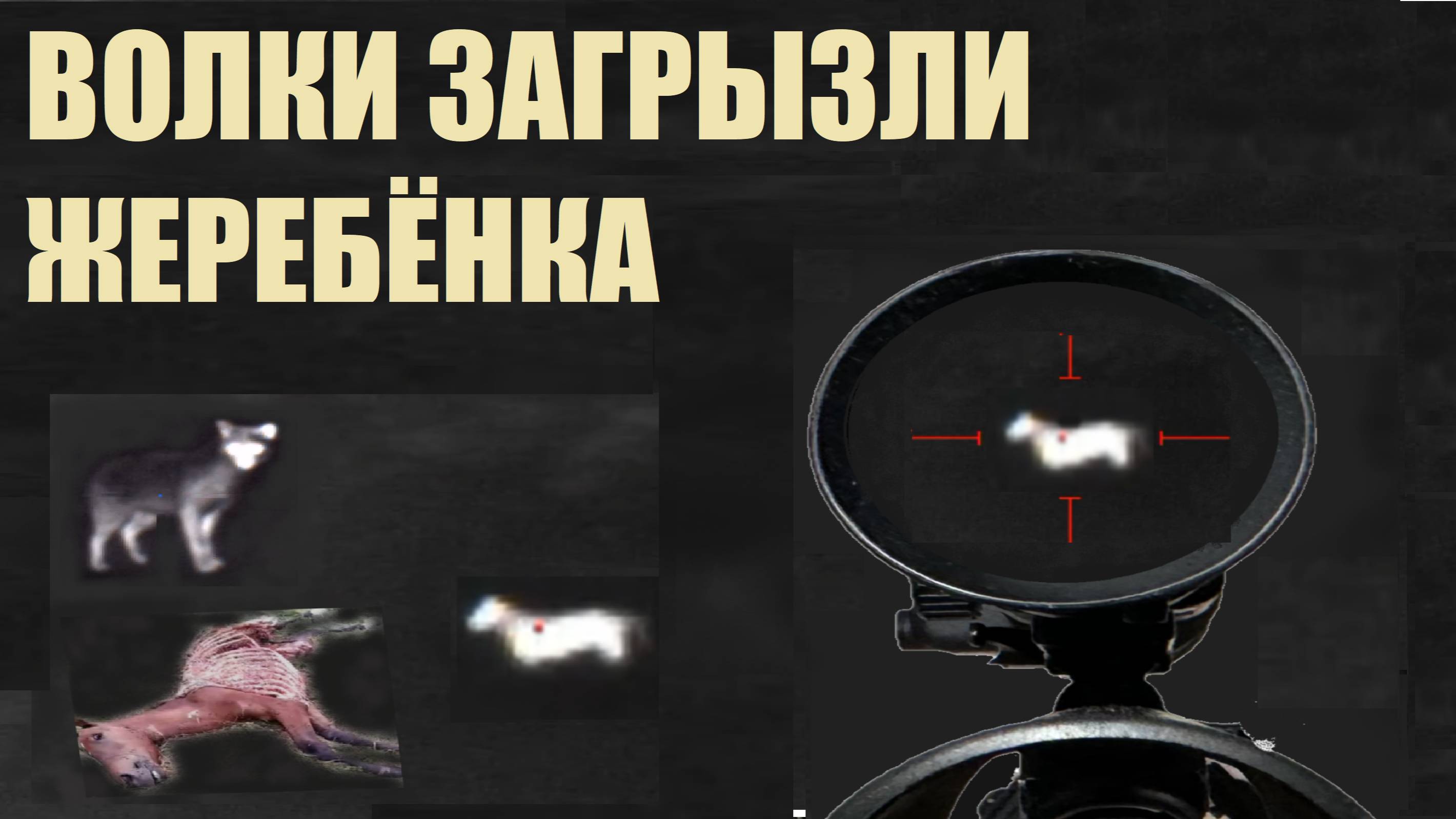 ВОЛКИ ЗАГРЫЗЛИ ЖЕРЕБЁНКА В ЦЕНТРЕ СЕЛА, И ИХ НАСТИГЛА РАСПЛАТА....The wolves killed the foal