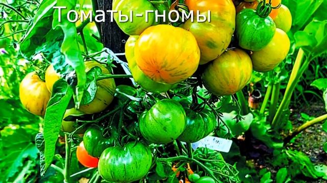 Томаты гномы. Находка или мучение?