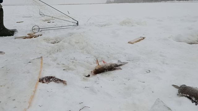Рыбалка на хапуги.