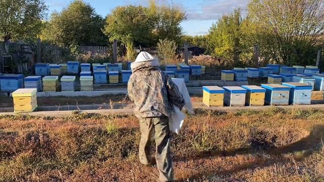 НАПАД ПЧЁЛ!!! Один из методов борьбы на нашей пасеке!!!