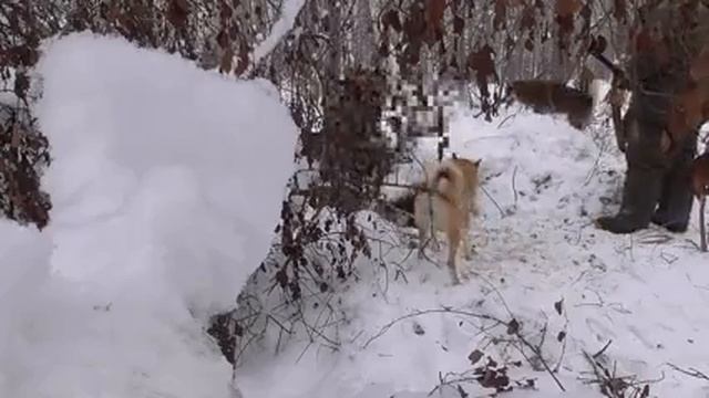 Охота на медведя с собаками