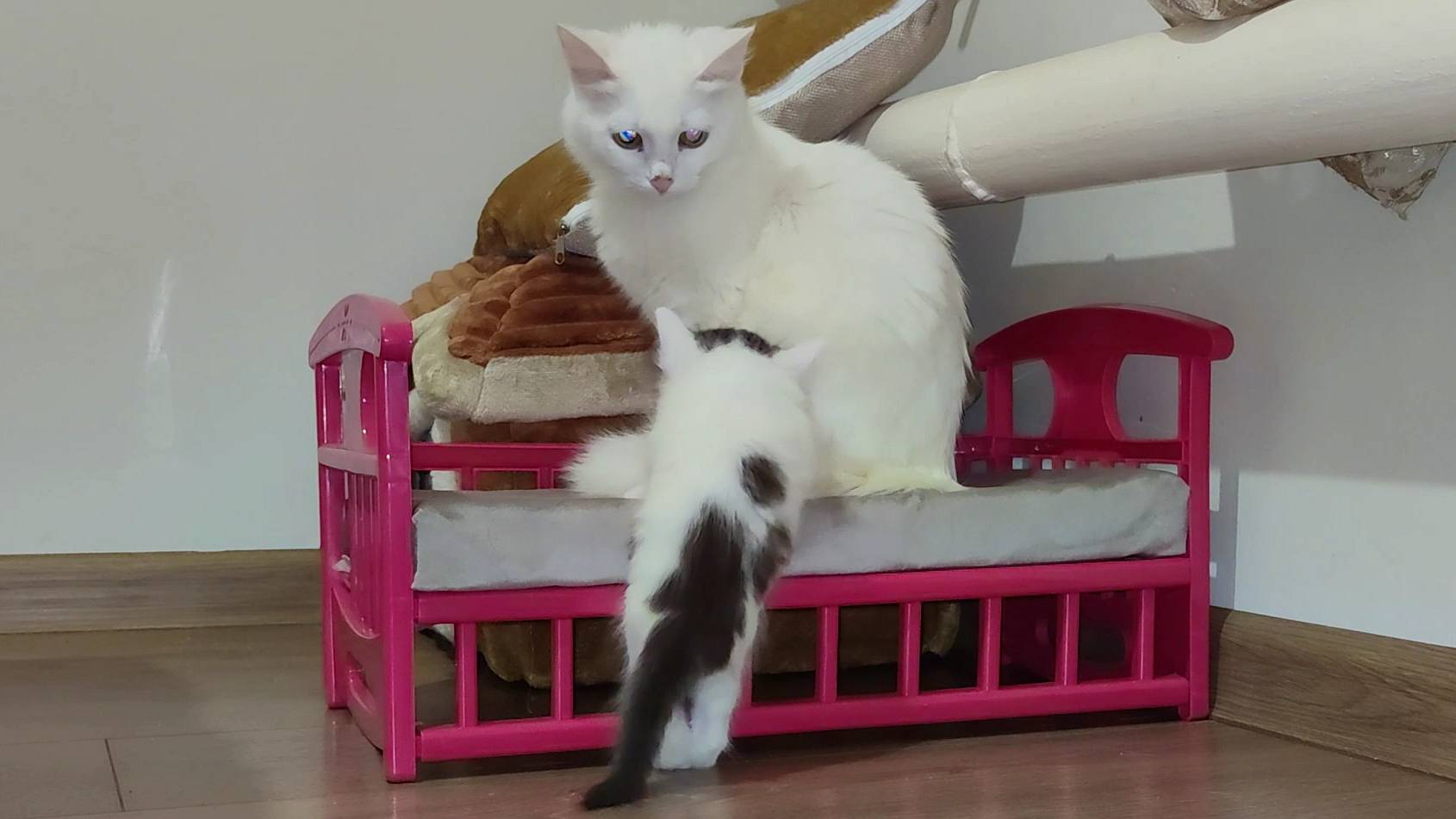 Мама-кошка, я иду к тебе. Котята хотят молока. Котята мяукают.