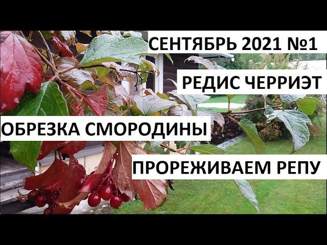 Сентябрь 2021 серия №1. Обрезка смородины. Редис "ЧЕРРИЭТ".