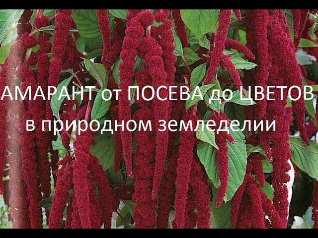 Амарант от посева до цветения.