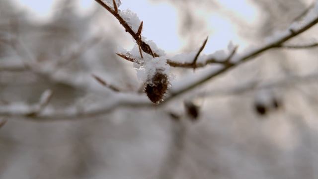 6621144-uhd_4096_2160_25fps