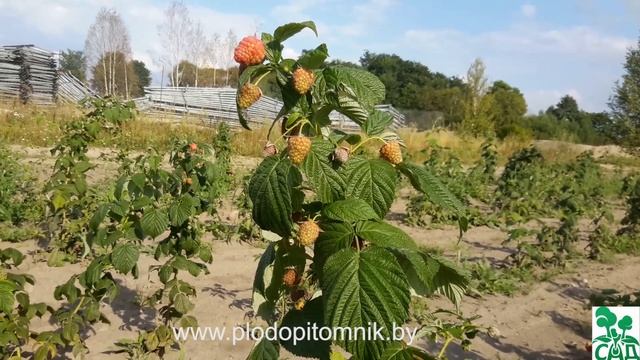 Малина ремонтантная сорт Дочь геракла.