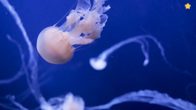 Морские животные для детей Подводный мир Морские обитатели для детей