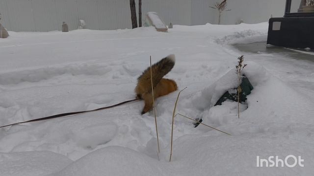 #февраль #fox #лис #🦊 #лисица #зима