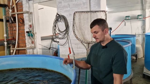Форель и Осётр / Обзор фермы по выращиванию рыбы