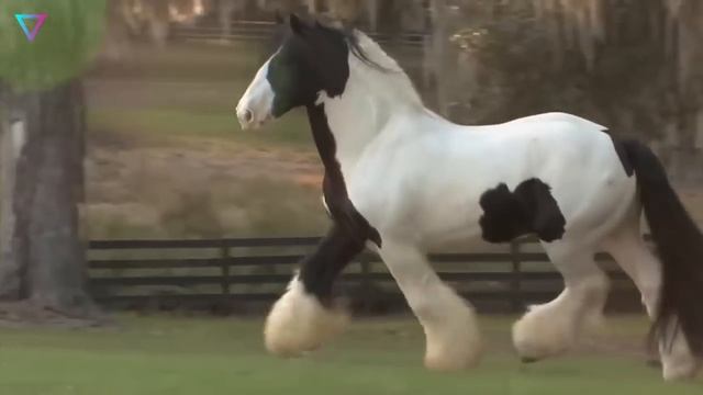 ▽ Самые невероятные лошади