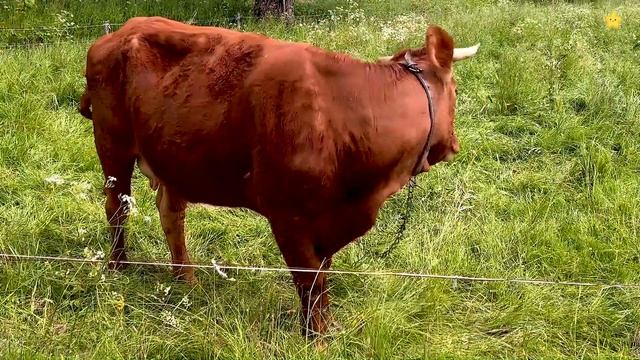Домашние животные для детей Учим звуки животных