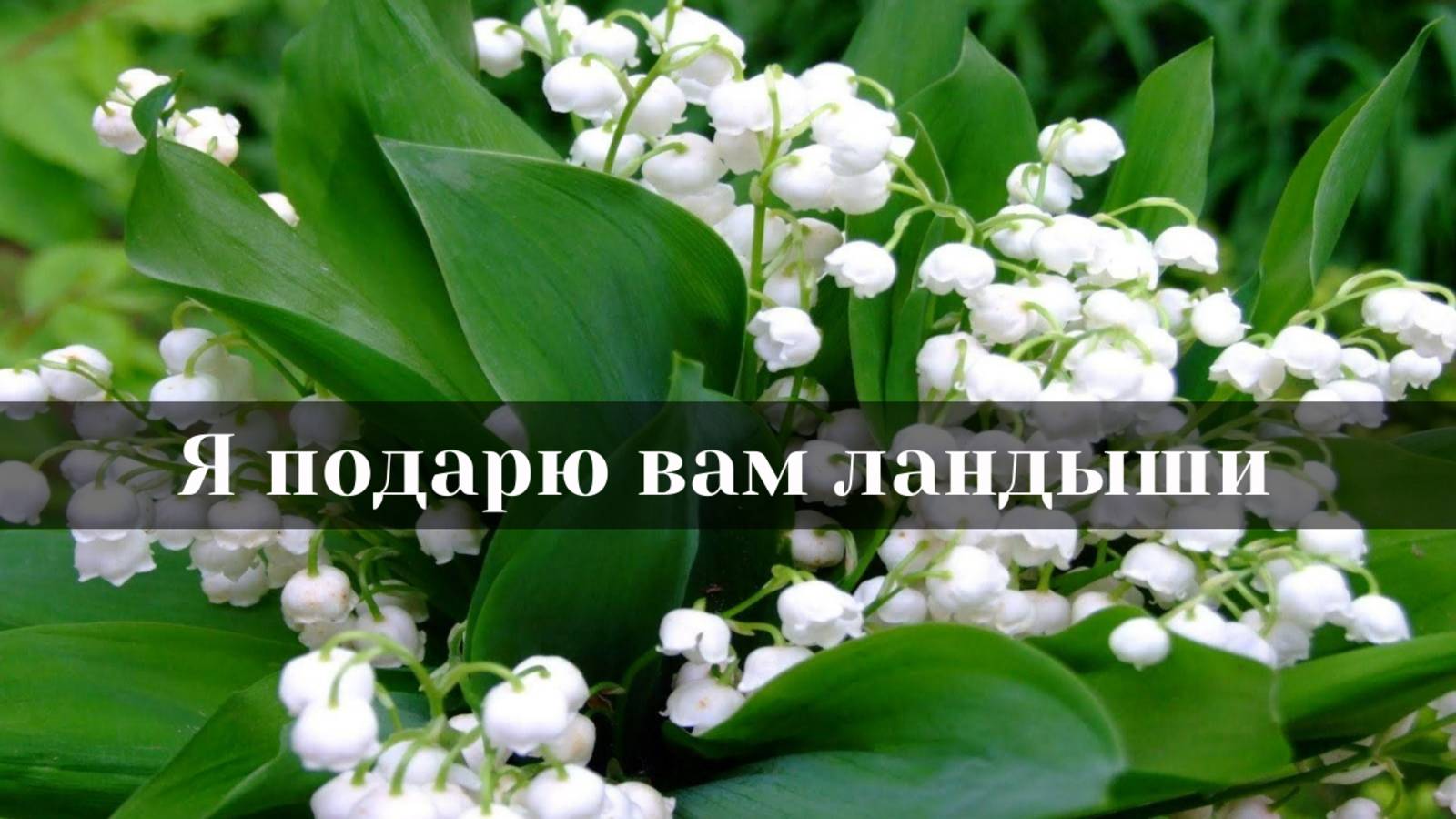 Я подарю вам ландыши.