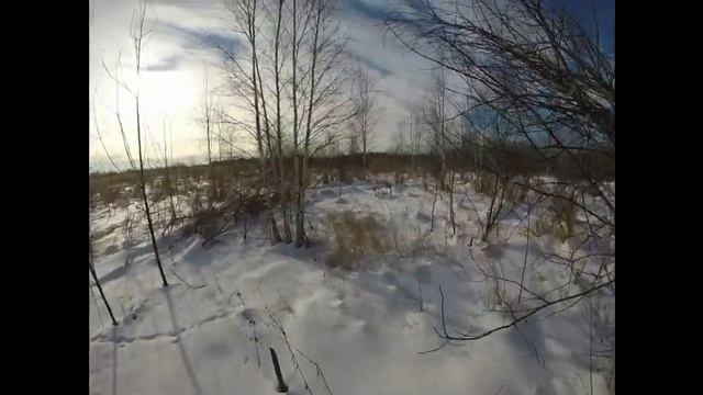 Охота на кабана