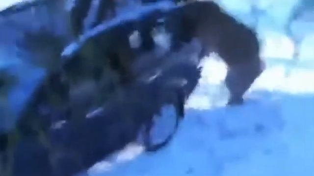 Нападение медведя на Охотников
