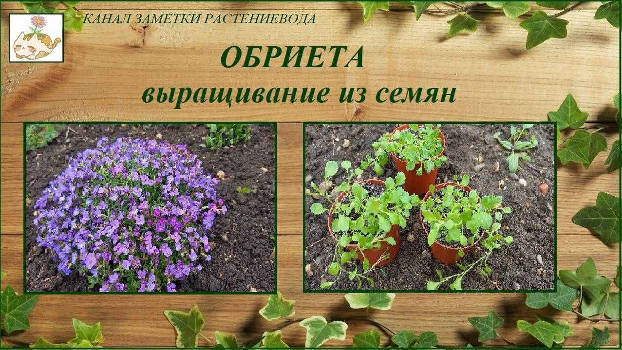 Обриета (Аубреция) - выращивание их семян