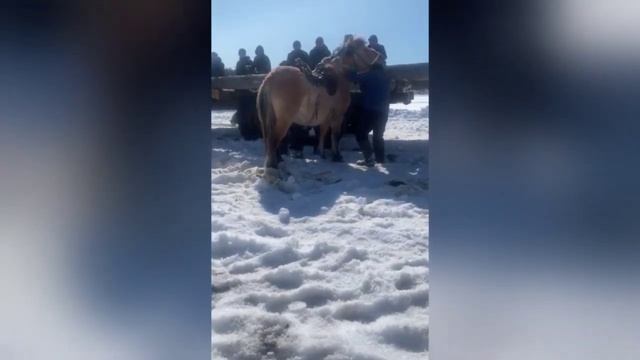 Как объезжают диких лошадей в Якутии