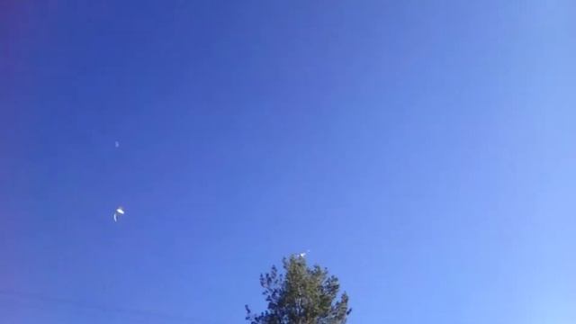 Чайки :3