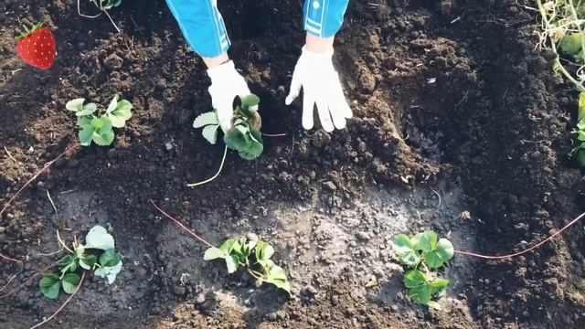 Сажаем ремонтантную клубнику осенью, пошаговое видео 🍓🍓🍓🍓🍓🍓🍓