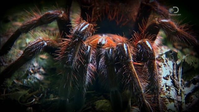 Выжить вместе. 5 сезон. 8 серия. Погруженные в воду (Коста-Рика)