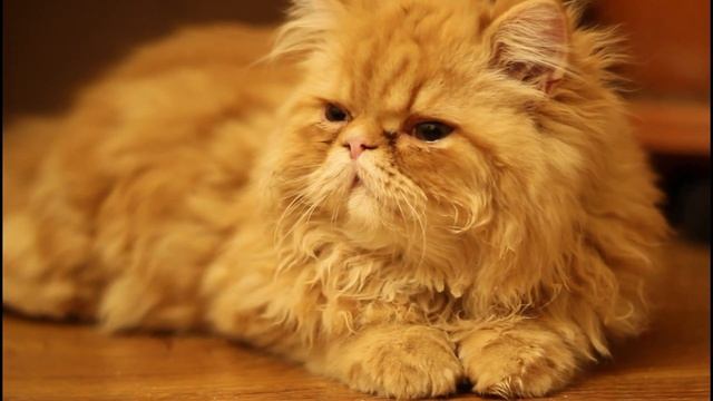 Учитесь вместе с детишками! Животные Зоопарка, Водный мир! Игрушки для детей