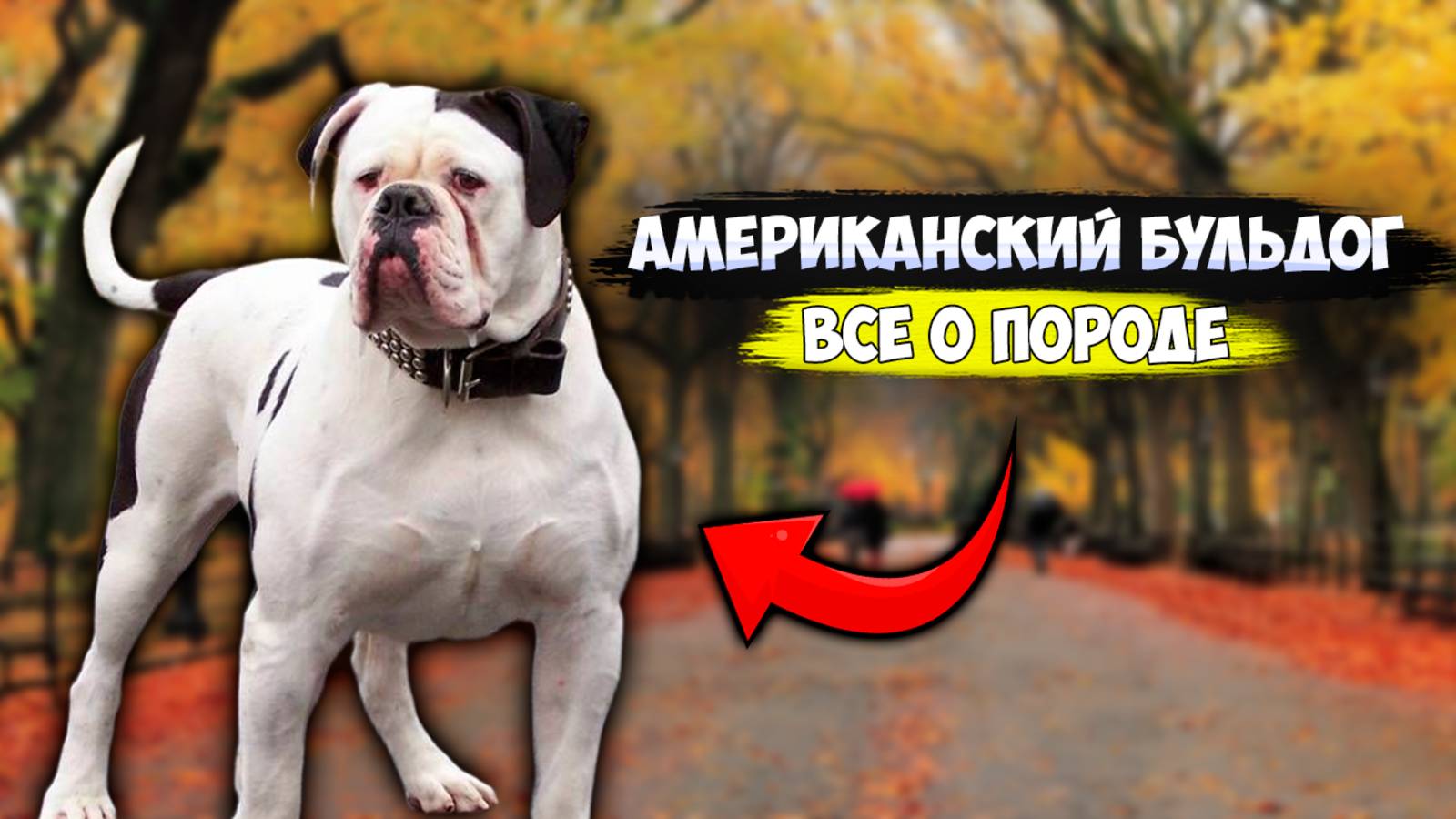 Все о породе собак - Американский бульдог | Собака породы американский бульдог