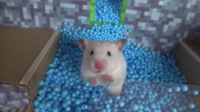 Мультики для детей - Представляют Приключения Хомяка - Мультики про животных