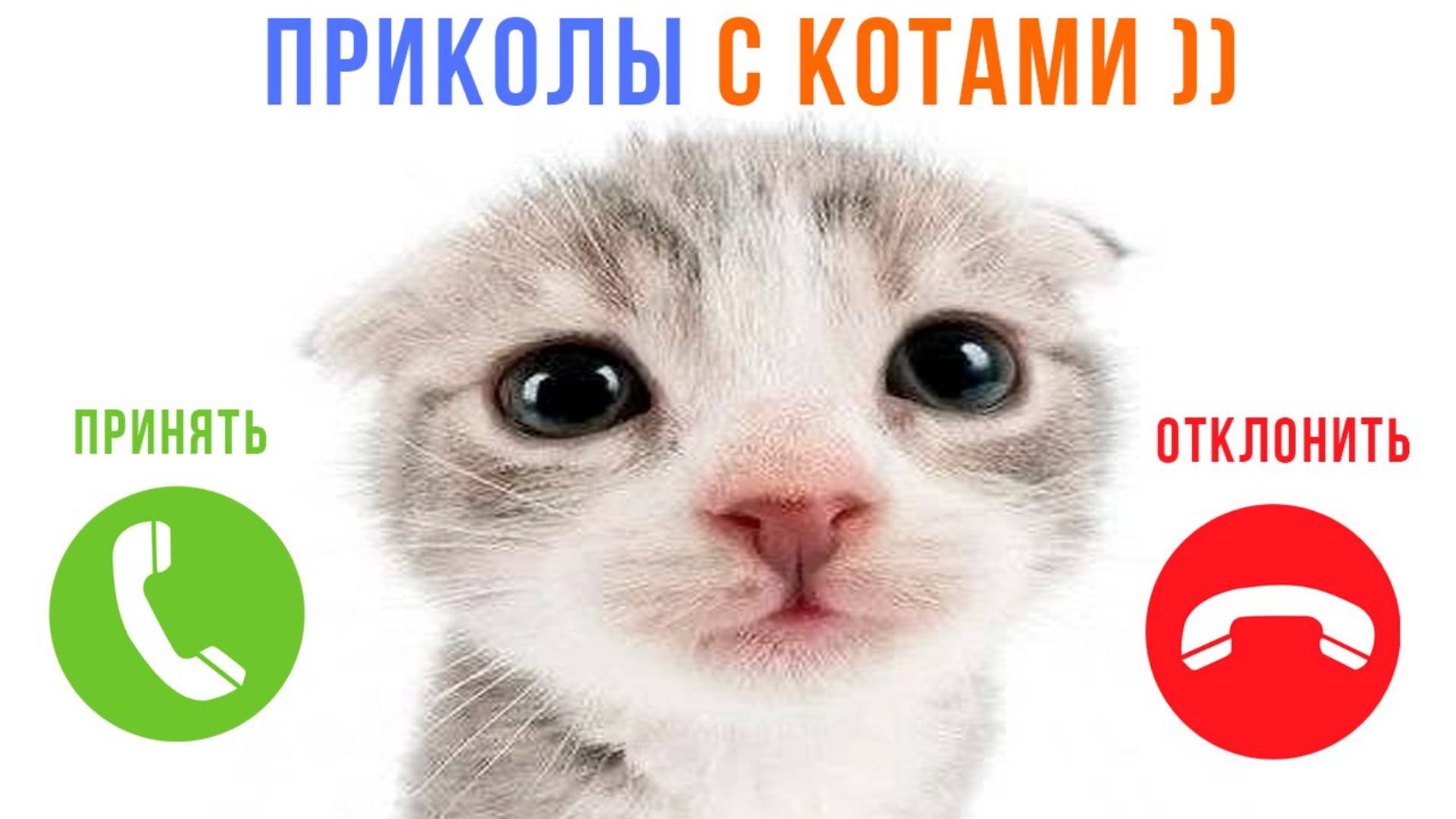 ВАМ ЗВОНЯТ ПРИКОЛЫ С КОТАМИ! ))) | Мемозг 1572