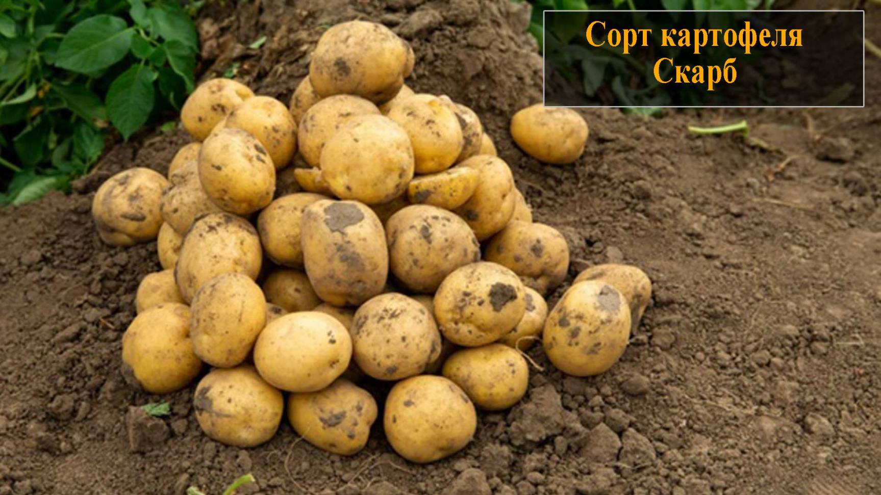Картофель сорта Скарб
