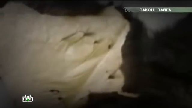«Закон тайги» - Людоед, прятавшийся 10 лет, задержан в Саратовской области