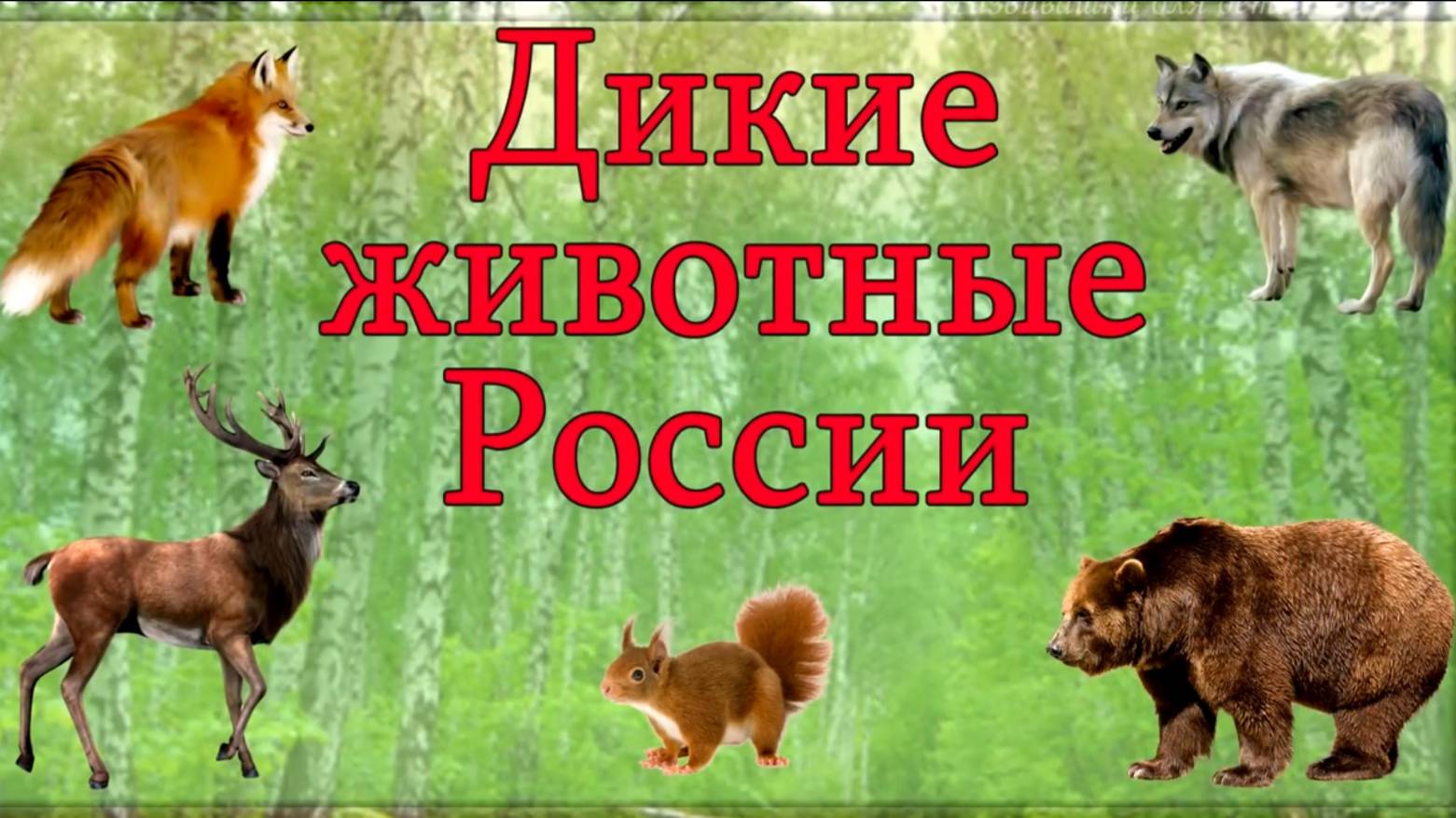 Дикие животные России 🐻 Изучаем диких животных и их голоса. Развивающее видео для детей