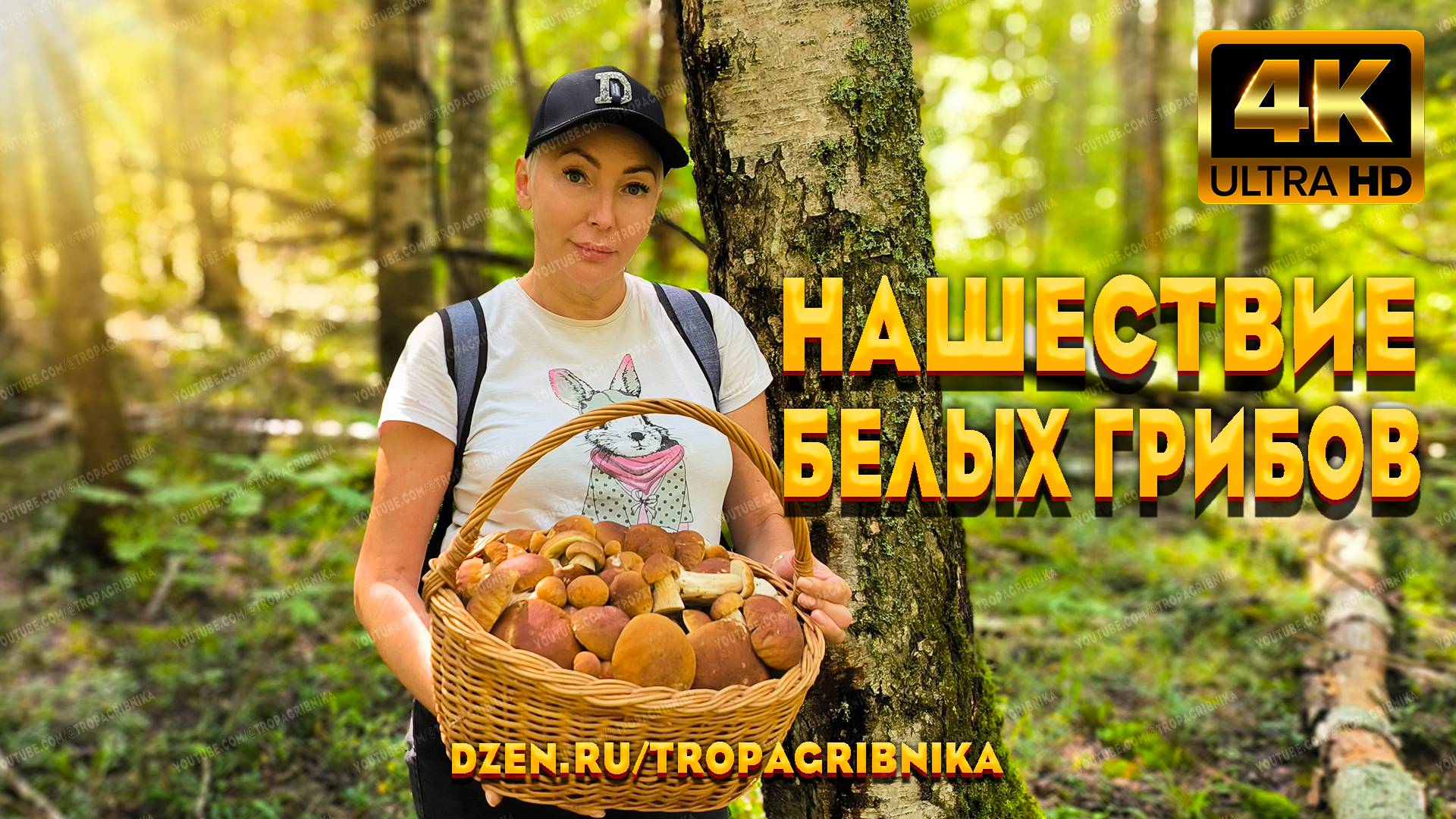 Нашествие Белых Грибов. Грибники В Шоке От Такого Количества И Разнообразия Грибов. Грибы 2025.