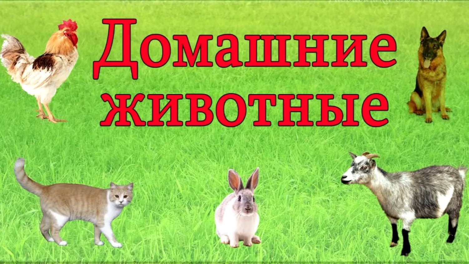 Домашние животные 🐶 Изучаем домашних животных и их голоса. Развивающее видео для детей.