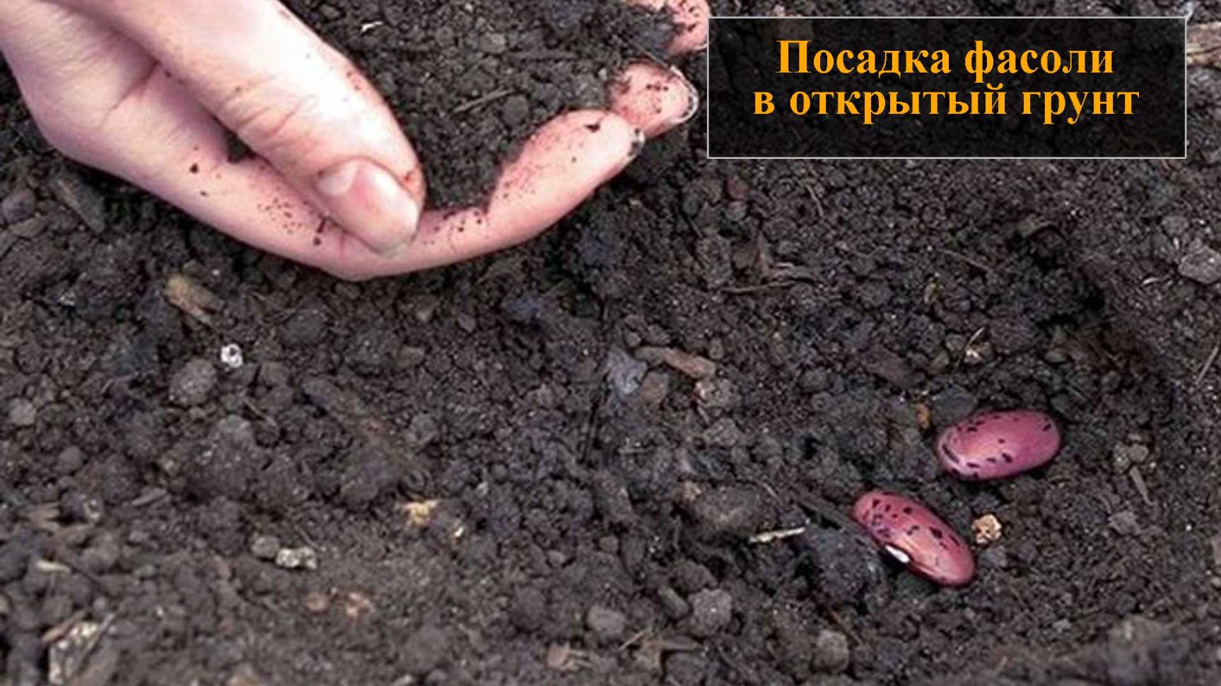 Посадка фасоли в открытый грунт семенами