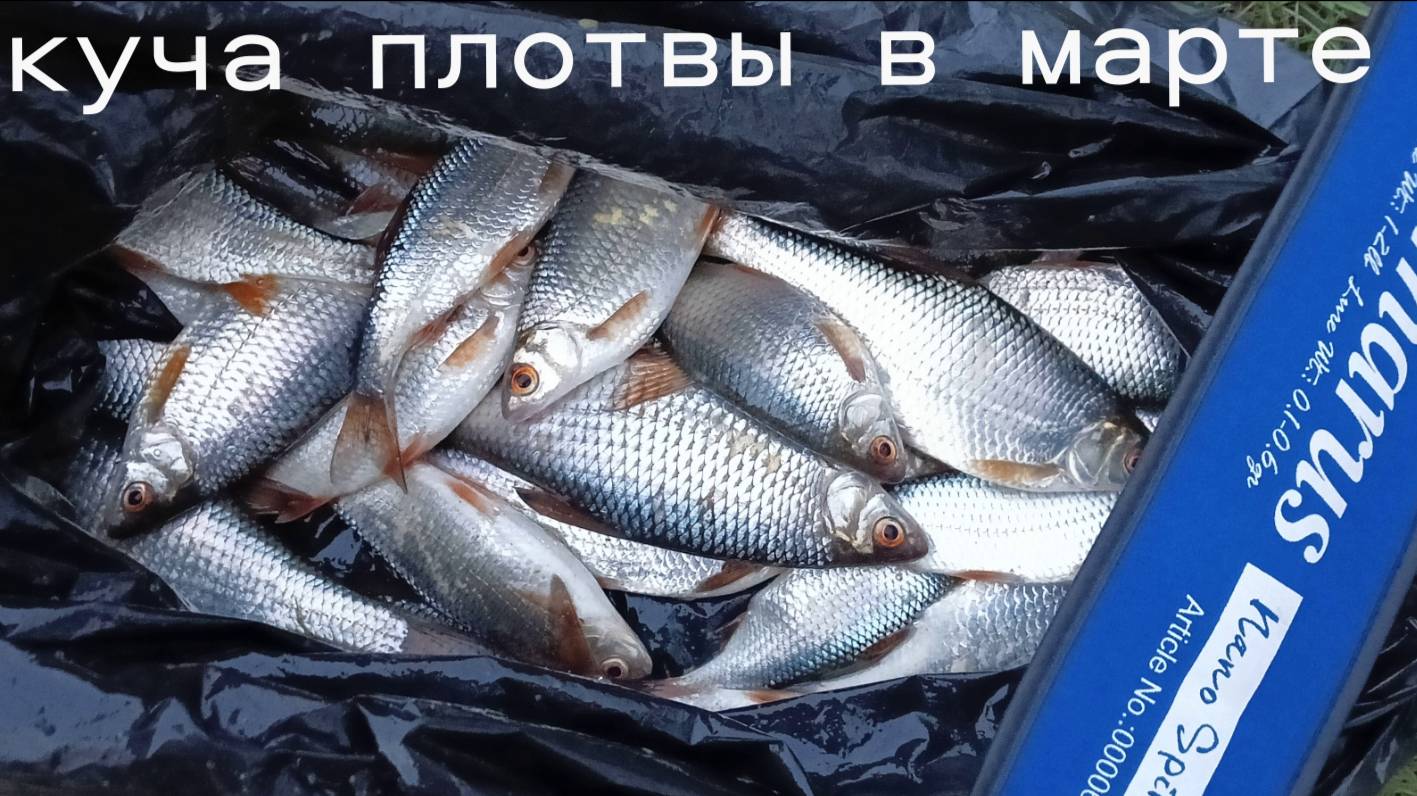Мормышинг в марте 2025: взрывной клёв плотвы и краснопёрки