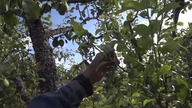 Омолаживающая обрезка старой груши. Шаг 3 й. Коррекция в августе. Зарастание спилов