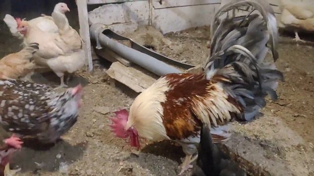 Два петуха в одном курятнике. Могут ли ужиться?