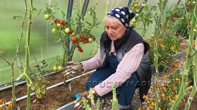 Убираем кусты томатов из теплицы. Когда и зачем.