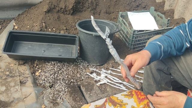 Поговорим о Филлоксере и не только.