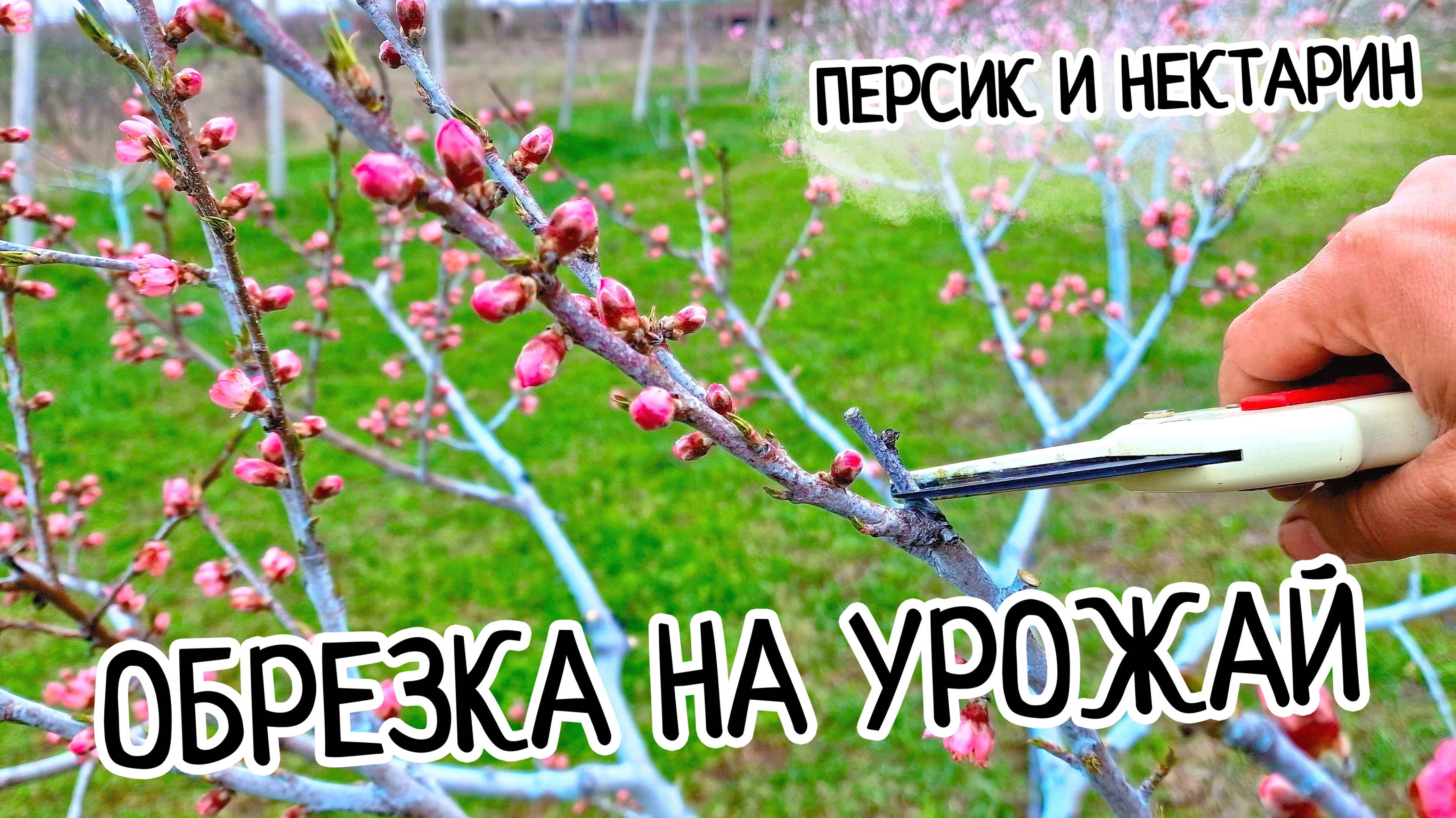 Обрезка персика на урожай! ПОНЯТНО и ПРОСТО. Как делать обрезку персика весной начинающим! Нектарин